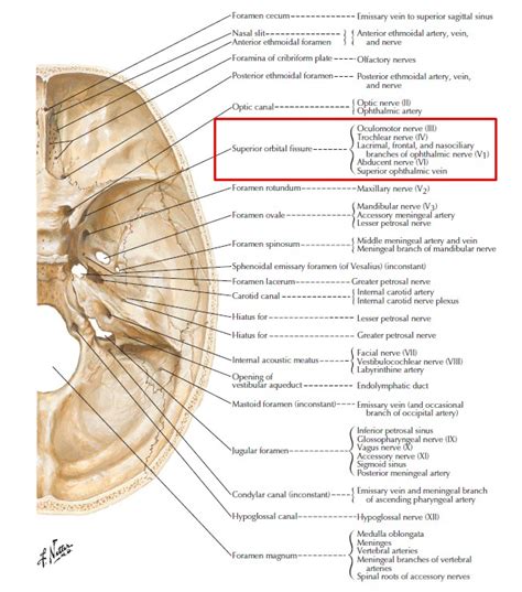 What Is Superior Orbital Fissure Syndrome