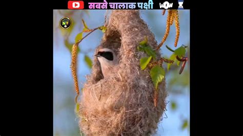 ईस पकष क कई छ भ नह सकत Most Amazing Birds Nest Shorts