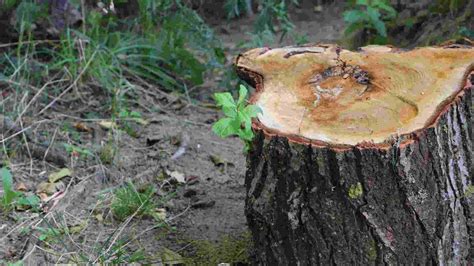 How To Get Rid Of Tree Stumps [6 Effective Methods For Removal]