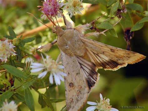 Corn Earworm Moth Helicoverpa Zea Bugguidenet