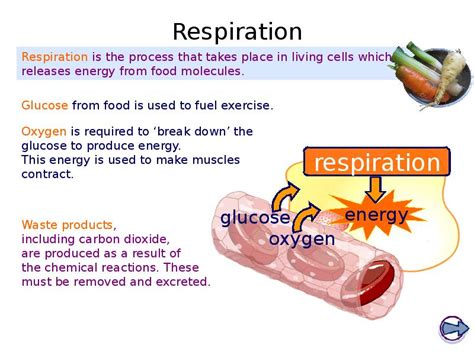 Ks Biology The Breathing System