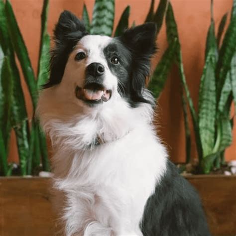 What To Know About Collies