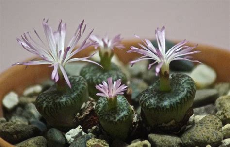 Conophytum Obcordellum Ceresianum Cactusjohn Flickr