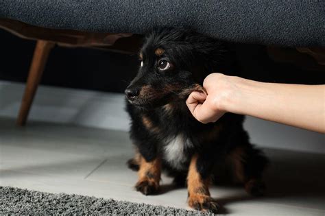 Comment Le Cbd Peut Il Soulager L Arthrose De Votre Chien Arthur Et