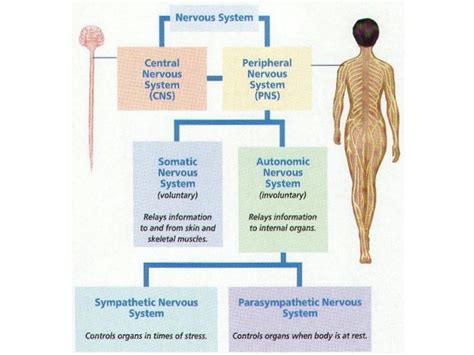 SOLUTION The Ans And Visceral Reflexes Use This Studypool