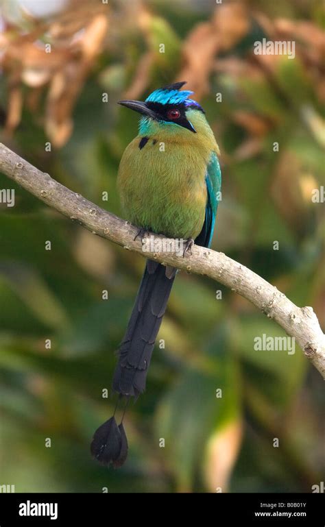 Motmot bird hi-res stock photography and images - Alamy