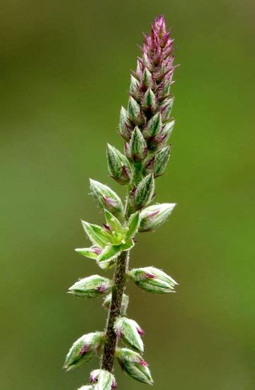 Achyranthes Aspera Devils Horsewhip Cabi Compendium