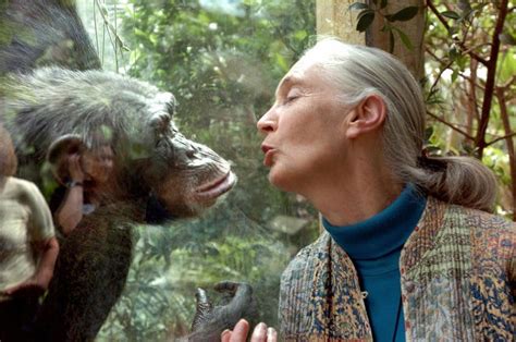 Jane Goodall Turns 90 See The Renowned Primatologists Life In Photos