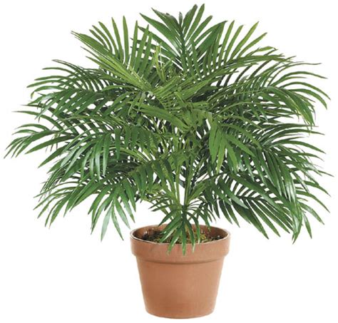 Top Indoor Plants | Best Air Filters for HomeParlor Palm - Top Indoor ...