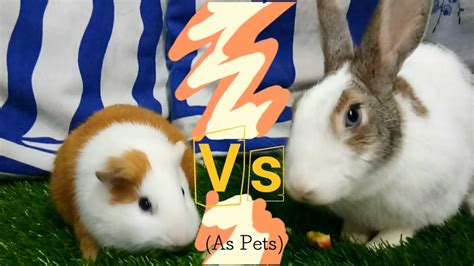 Rabbits Vs Guinea Pigs As Pets Youtube