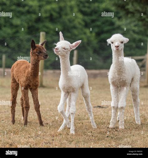 3 Baby Alpaca Fotografía De Stock Alamy