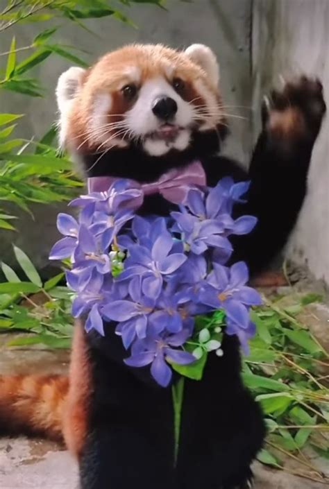 「red Panda」おしゃれまとめの人気アイデア｜pinterest｜stanislav Khmelenko 動物 かわいい レッサー