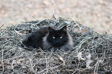 Cat Nest Photograph By Leon Burns Pixels