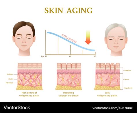 Skin Aging Anatomy Royalty Free Vector Image Vectorstock