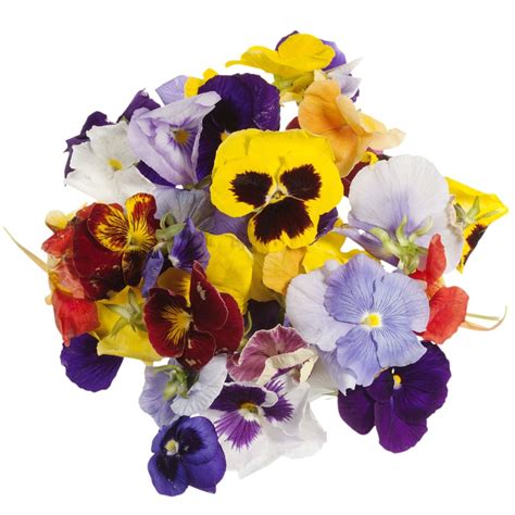 10 Best Tasting Edible Flowers For Your Next Recipe The Cottage Market