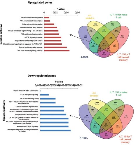 Selection of genes with up/downregulated genes and that were common in ... 