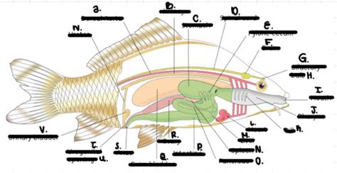 Perch anatomy Flashcards | Quizlet