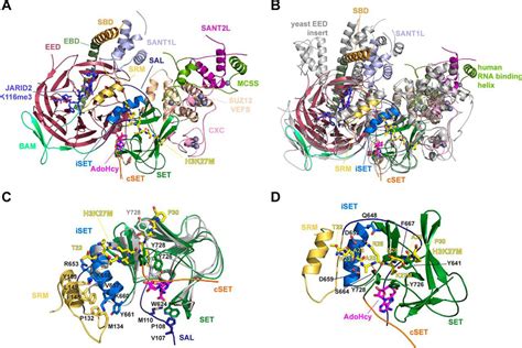 Structure Mechanism And Regulation Of Polycomb Repressive Complex 2