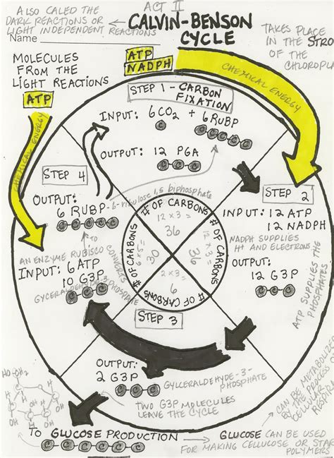 Science Tutor Photosynthesis The Calvin Cycle Graphic Organizer