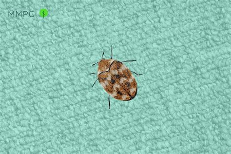 How to Know if You Have Carpet Beetles: 5 Signs to Look For