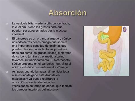 Proceso De La Digestion Ppt Descarga Gratuita