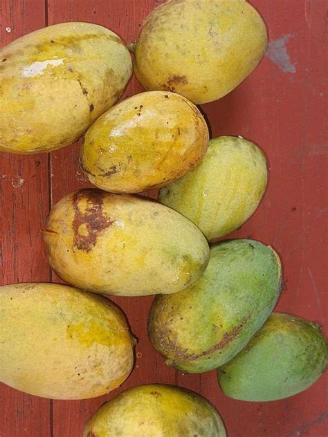 RRI Co Id Manfaat Makan Buah Mangga Untuk Kesehatan