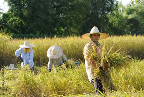 farmer in field, it's harvest time Stock Photo | Adobe Stock