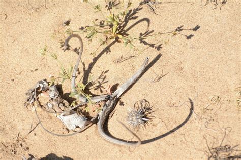 desert unicorn plant from Mulegé B C S México on April 20 2019 at