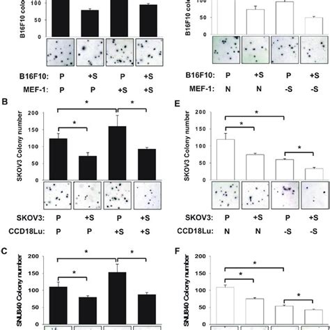 Role Of Fibroblast Sirt1 In Cancer Cell Proliferation Cancer Cells Download Scientific Diagram