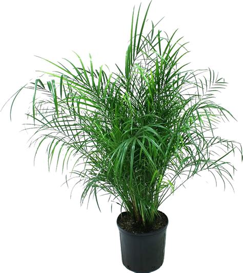 Amazon Plantvine Phoenix Roebelenii Pygmy Date Palm Roebelenii