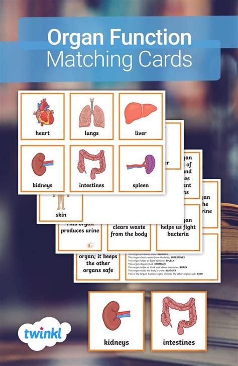 Organ Function Matching Cards Activity Teaching Body Systems Matching Cards Stem Activities