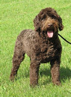 25 best labradoodle haircuts for dog lovers – Artofit