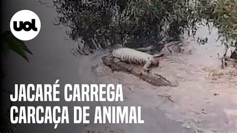 Carcaça de jacaré decapitado é carregada por outro animal da mesma