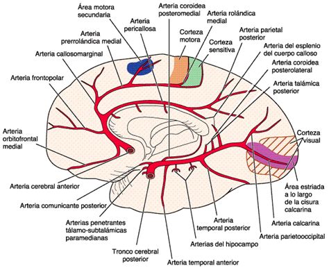 Arteria Cerebral Anterior Ramas Y Distribuci N Arteria Car Tida