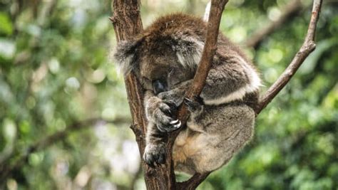 Efter T Rke Skovrydning Og Sygdom Er Koalaen Nu Officielt Truet