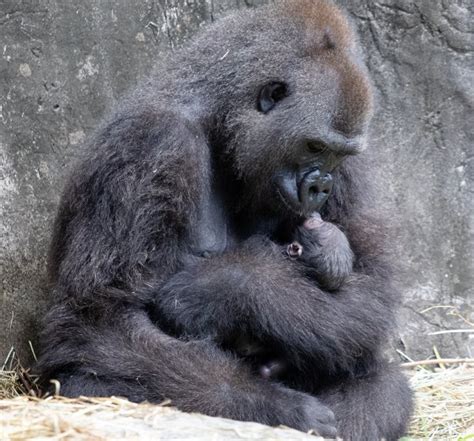 Critically Endangered Western Lowland Gorilla Baby Born In New Orleans Zoo