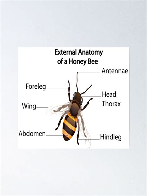 "Honey bees / External Anatomy of a Honey Bee " Poster for Sale by ...