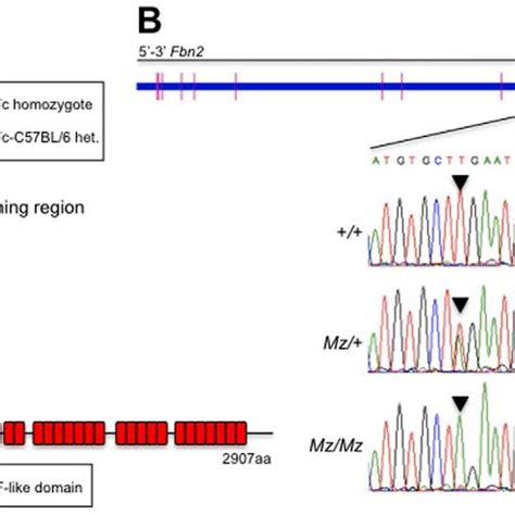 Genetic Linkage Analysis And Positional Cloning Of The Mz Mutation A