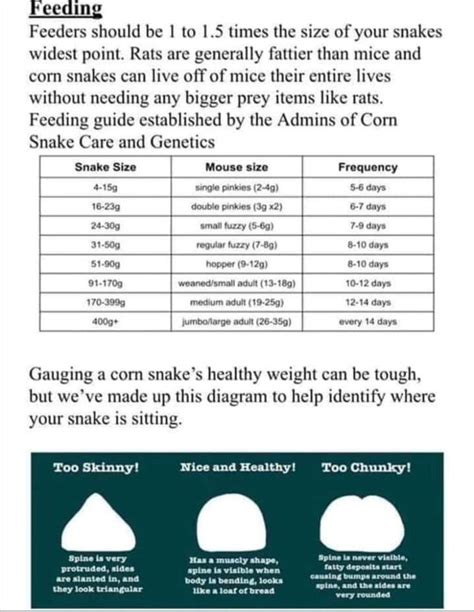 Corn Snake Food Size Chart Selling Discounted | dev-techtatva.manipal.edu