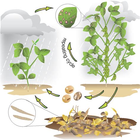 Fungicide Resistance And Management Of Frogeye Leaf Spot Of Soybean In