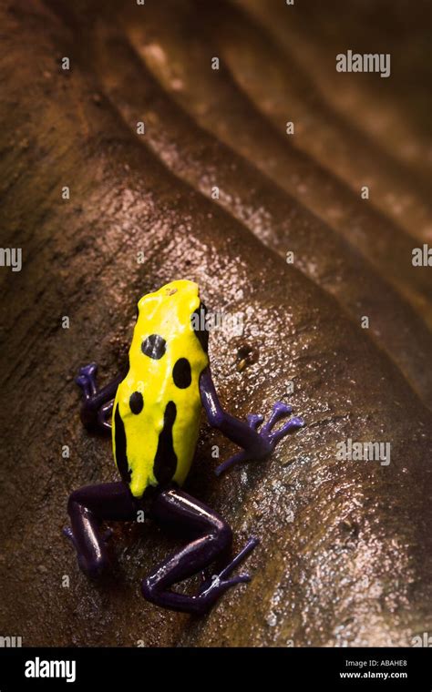 Dart Dyeing Poison Frog Genus Dendrobates Tinctorius South America