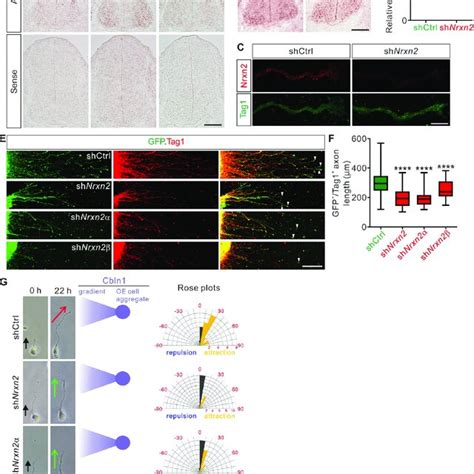 Nrxn Mediates Cbln Induced Commissural Axon Growth And Guidance As