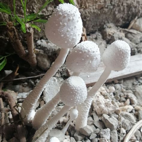 Leucocoprinus Cretaceus ShroomID