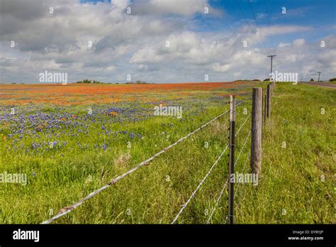 Indian Wildflowers Hi Res Stock Photography And Images Alamy