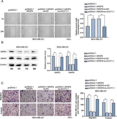 Nr F Acat Axis Suppresses The Migration And Invasion Of Tnbc Cells A