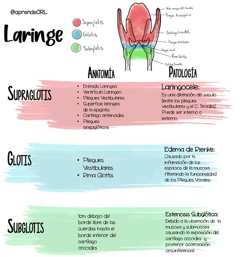 Aprende Otorrinolaringolog A On Twitter Hablemosdeorl Divisiones De