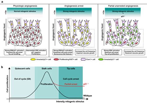 The Role Of Mitogenic Stimuli And P21 In Endothelial Cell Cycle Arrest Download Scientific