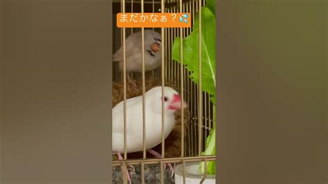 自家産無農薬小松菜を食べる文鳥と順番を待つキンカチョウ🐦🌱🍴𓈒𓂂𓏸 Youtube