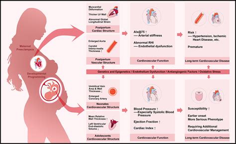 Long Term Impacts Of Preeclampsia On The Cardiovascular System Of