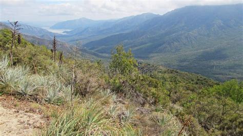 View Of Native Forest In Central Chile Stock Photo Image Of Outway